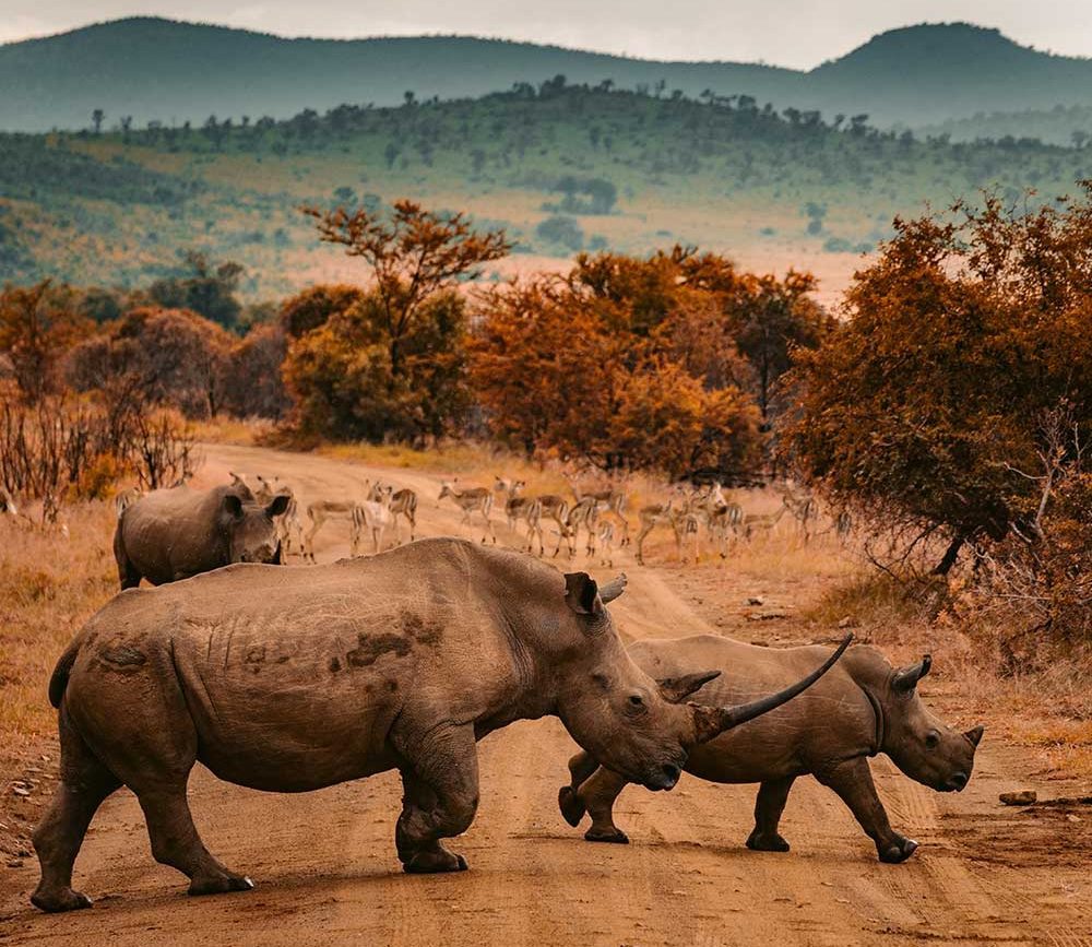 Small group Safari
